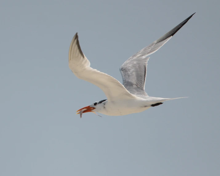 the seagull is flying through the blue sky holding an orange fish