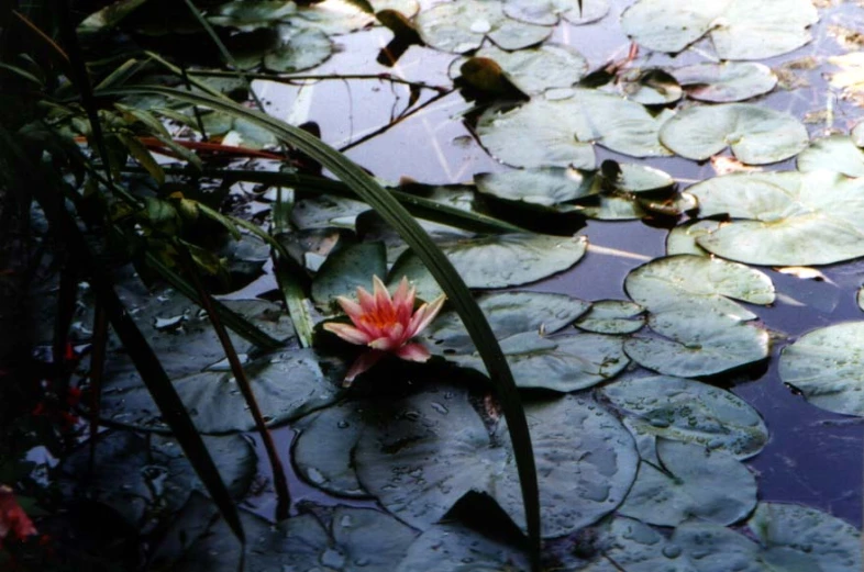 the small pink flower is in the water