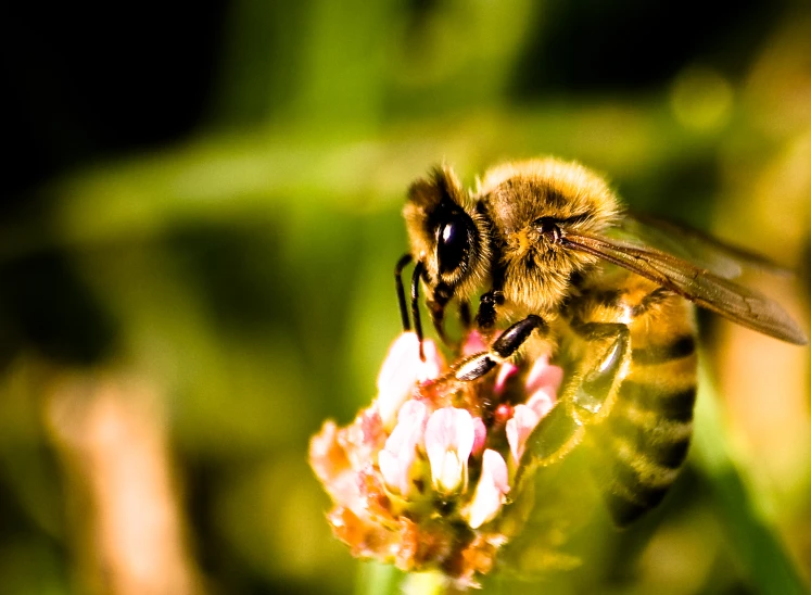 a bee on the tip of a flower and looking down