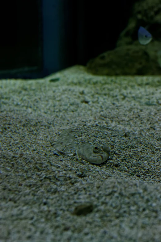 small fish swimming inside of an aquarium filled with water