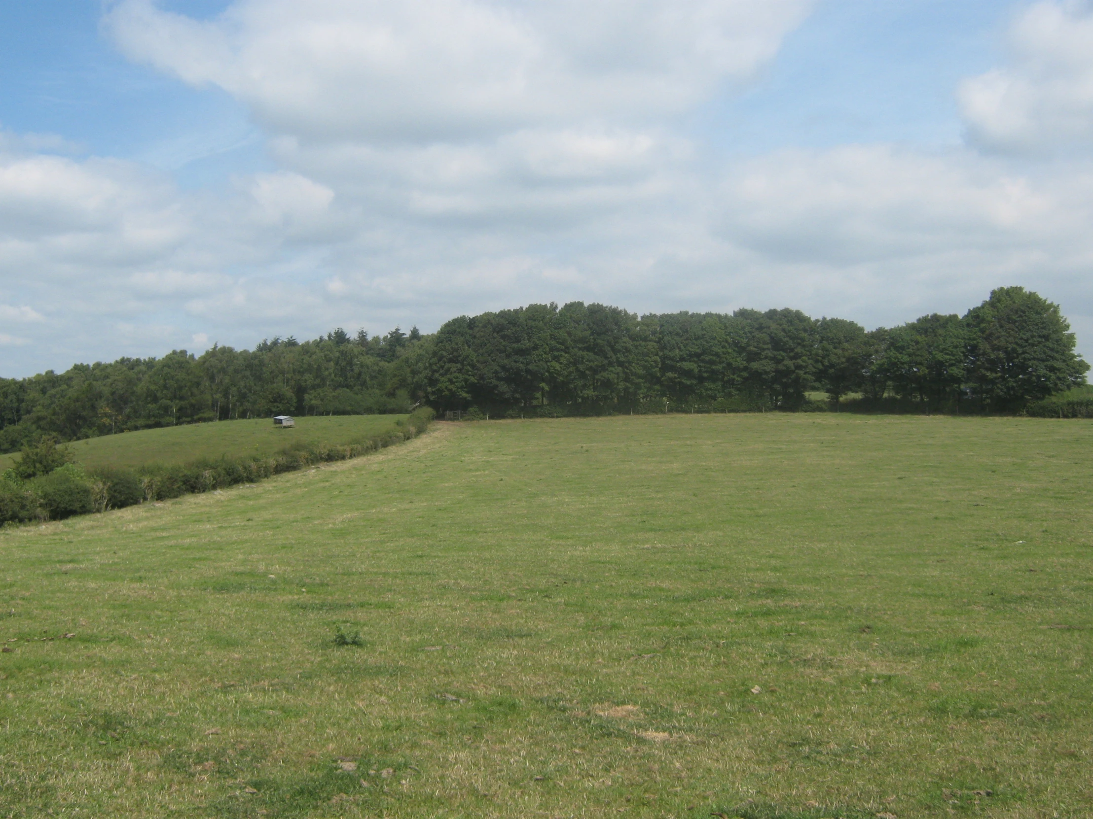 a cow is walking around a grassy field