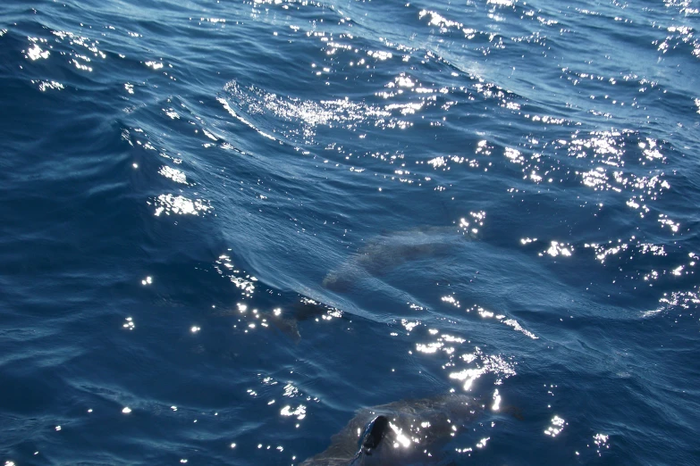 dolphins swim in the blue water with bright sunlight