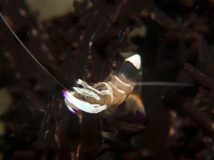 an underwater image of a fish swimming and its life cycle