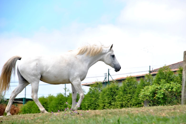 a white horse standing next to a wooden fence