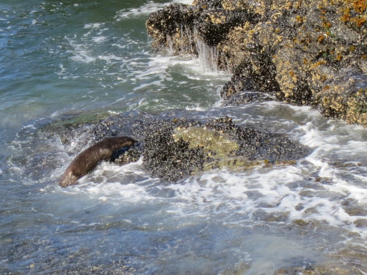 an elephant swims in the ocean beside rocks