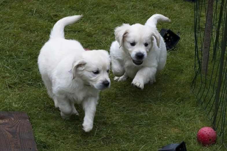 two white puppies walking through the grass