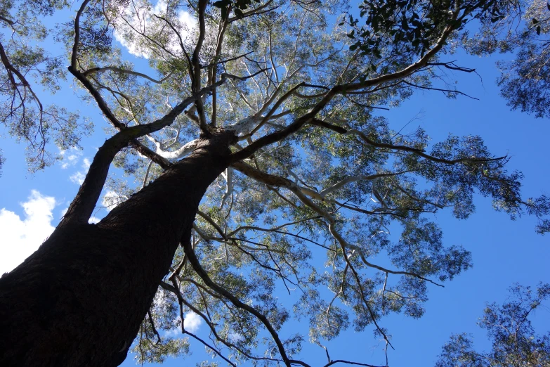 the top of a tall tree that is reaching into the blue sky