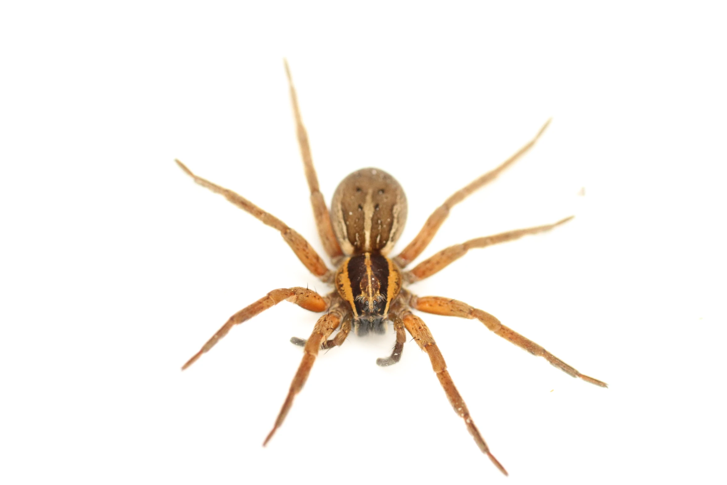 brown and black spider on white background