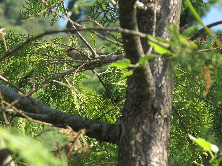 a small bird perched in the middle of a tree