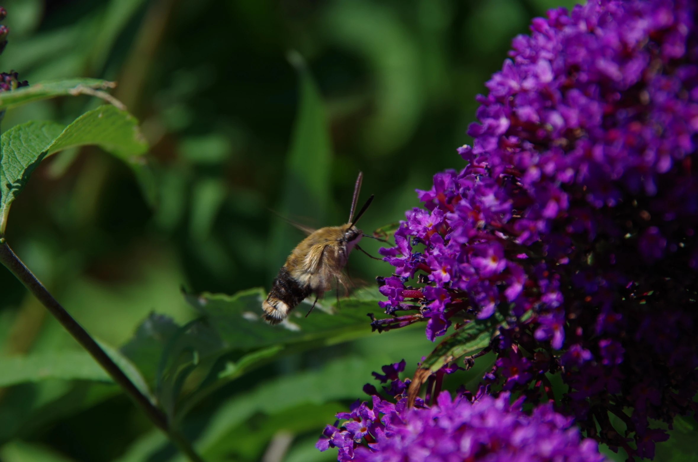 a hummingbird is on a purple flower with green leaves