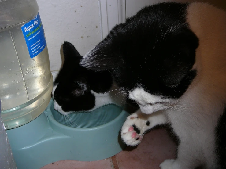 a cat that is looking at a water dish