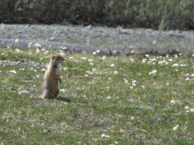 a prairie groundhog sits up looking into the distance