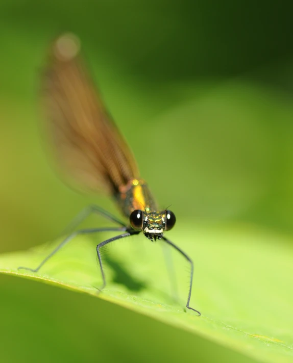 a red and yellow insect on green leaves