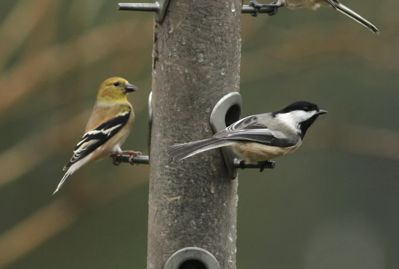 the birds are standing outside together eating from the bird feeder