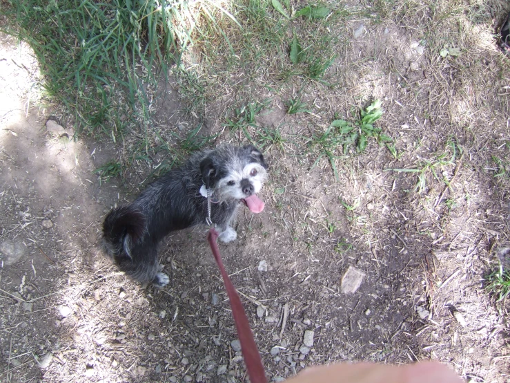 a small black and white dog tied to a red leash