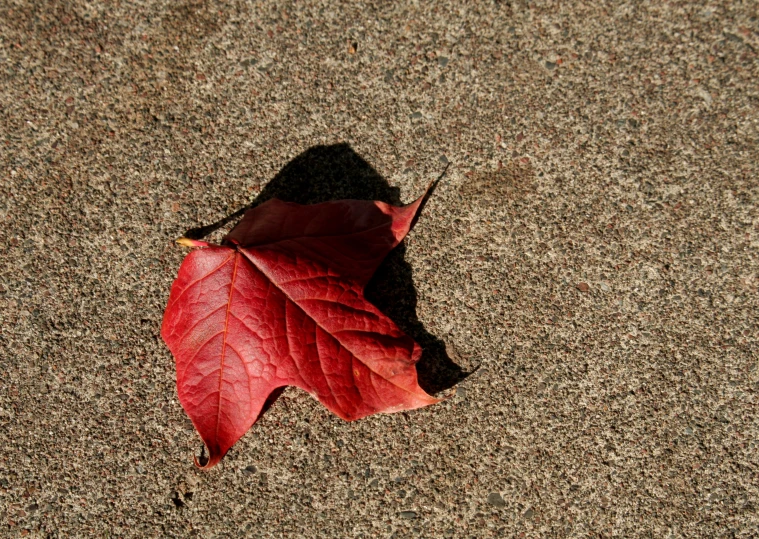 a red leaf with orange tips in the sand