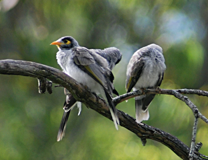 two small gray birds sitting on a nch of a tree