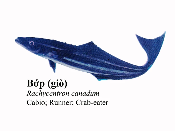 blue striped fish with caption reading born go redwood causaum cabin runner crab eater