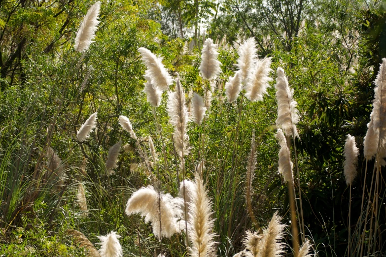 several white plants are shown in a green area