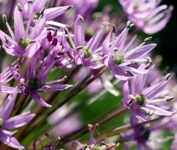 a group of purple flowers with some green leaves