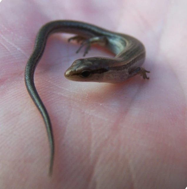 a small lizard is crawling out of someone's palm