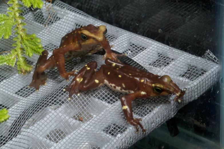 an image of two frogs that are outside