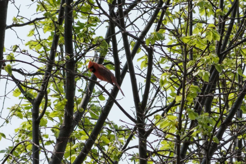 a red bird sits on top of a tree nch