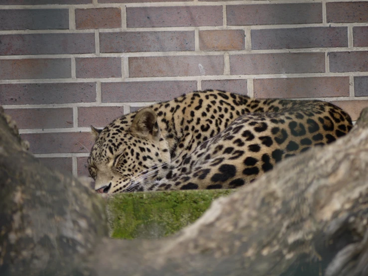 a leopard resting in the shade next to a brick wall