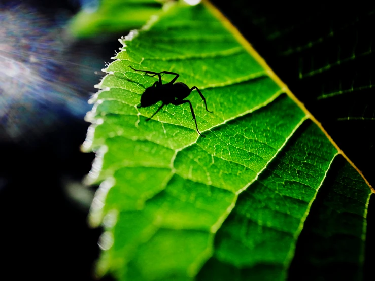 bug sitting on a green leaf with sunlight coming through