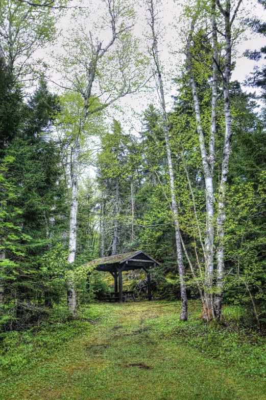 a forest with a shed and a bench at the end