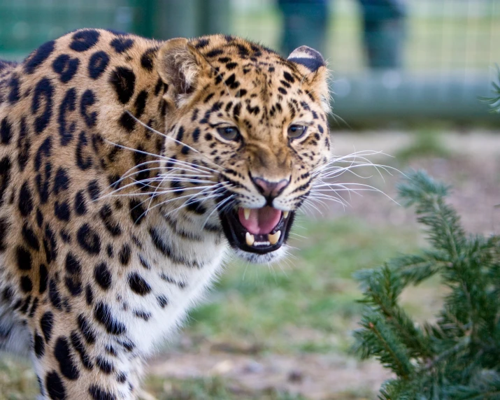 a close - up of a leopard showing it's teeth