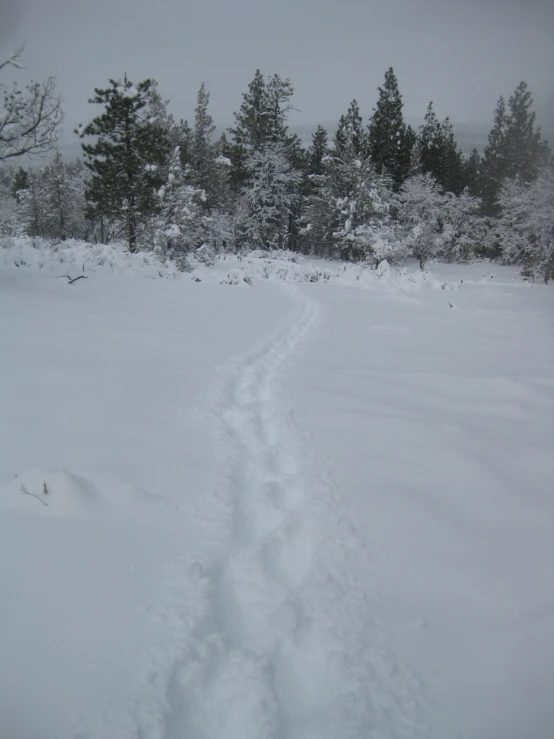 a snowy landscape with an open path leading towards some trees