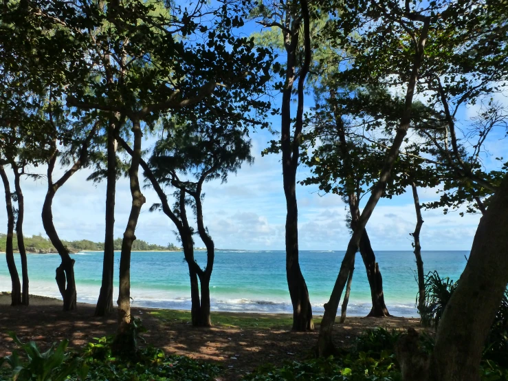 an image of view of the ocean from the woods