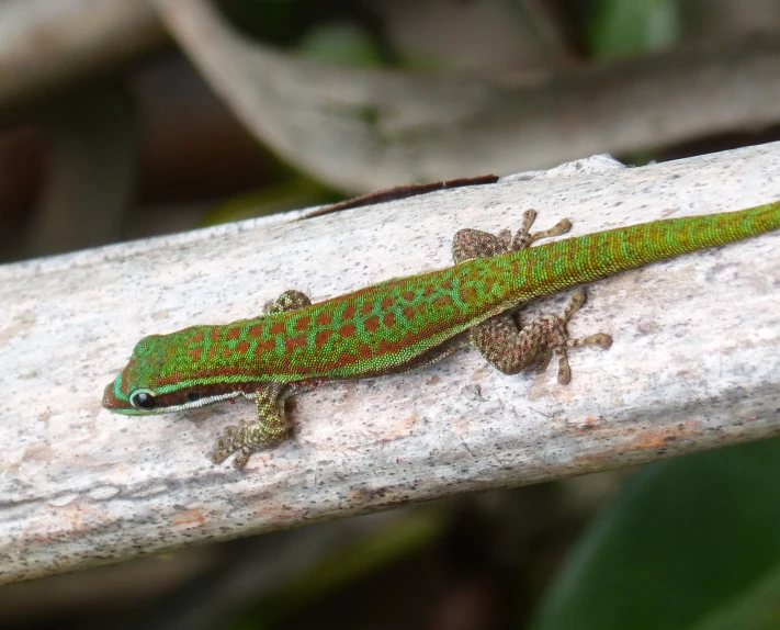 an orange and green lizard is sitting on a nch