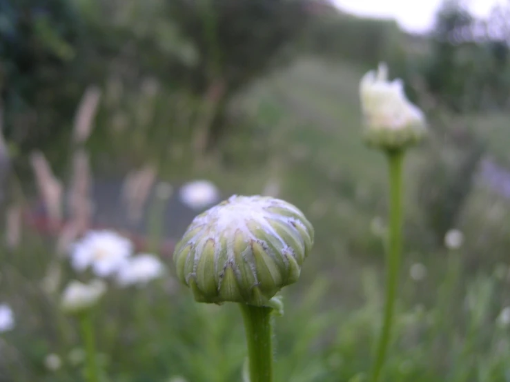 two flowers that are sitting in the grass