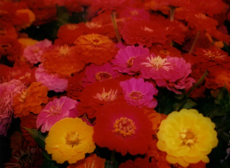 a bed of flowers that are bright pink, orange and yellow