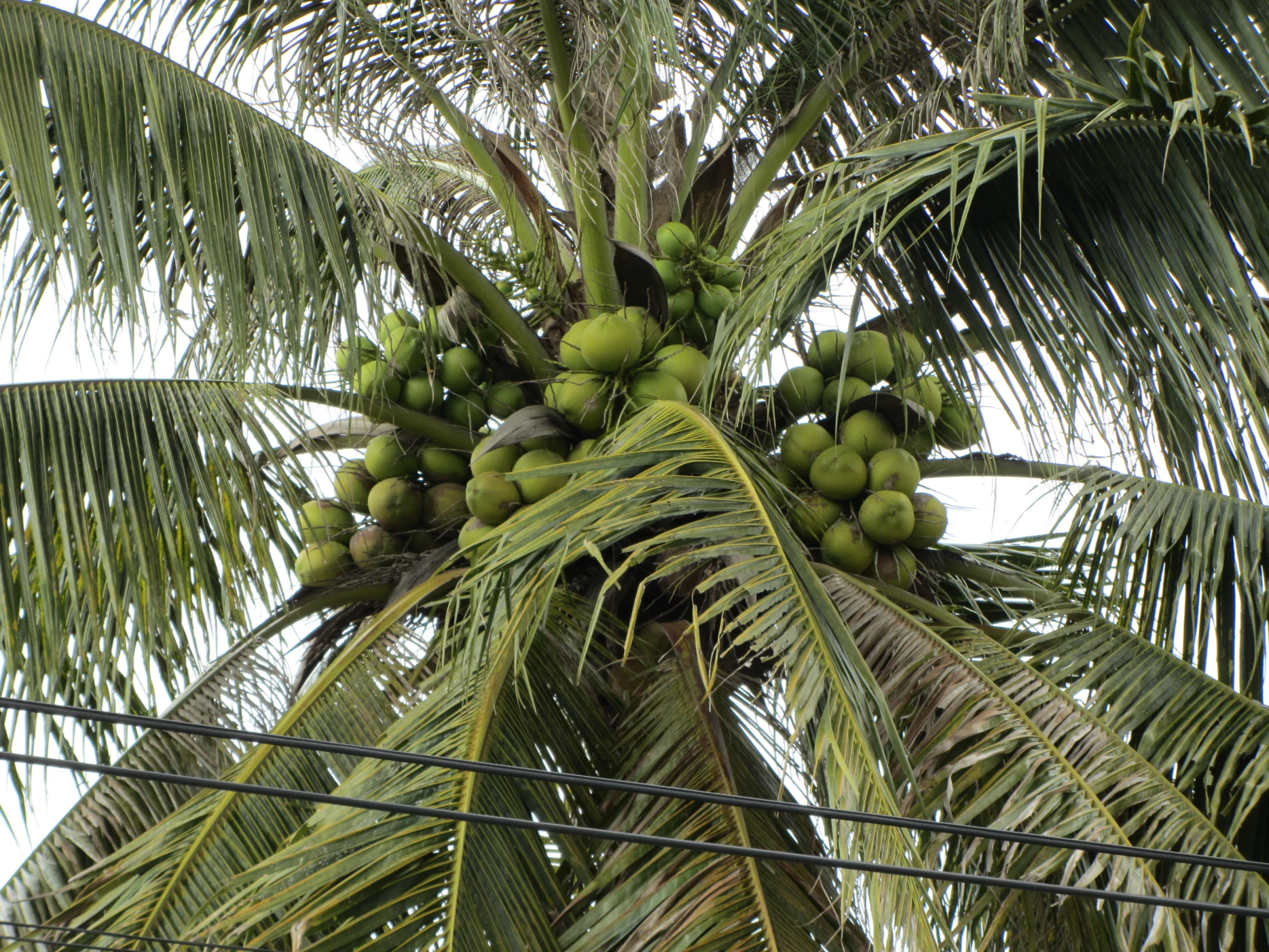 a palm tree filled with green fruits and leaves