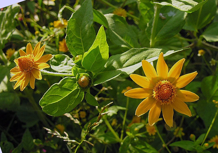 two yellow flowers with leaves surrounding them in a field