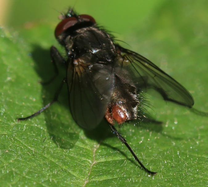 a fly with long legs and brown wings is sitting on a green leaf