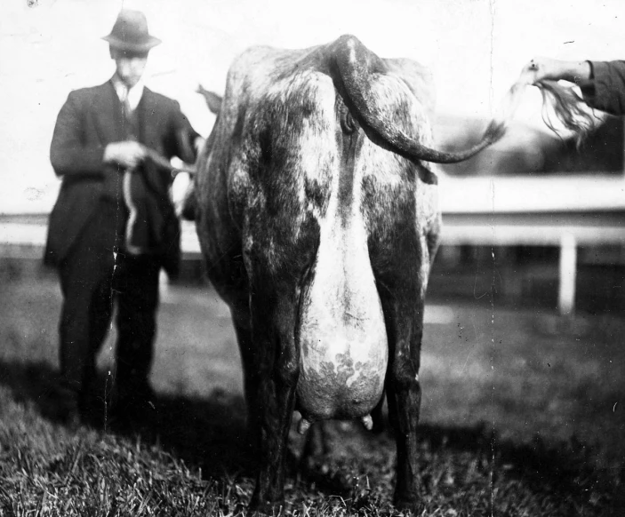 a man standing next to a cow in an open field