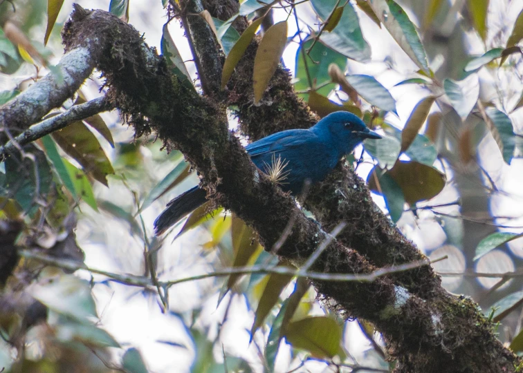 a blue bird sits on the nch of a tree