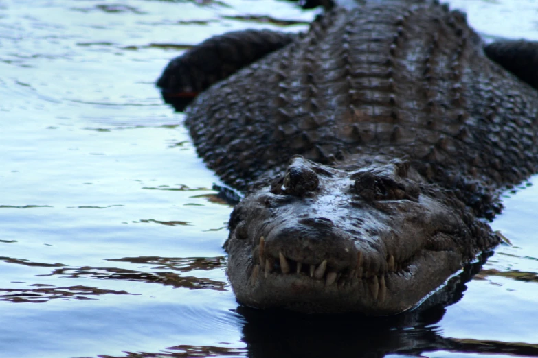 a close up of a large crocodile's face swimming in a body of water