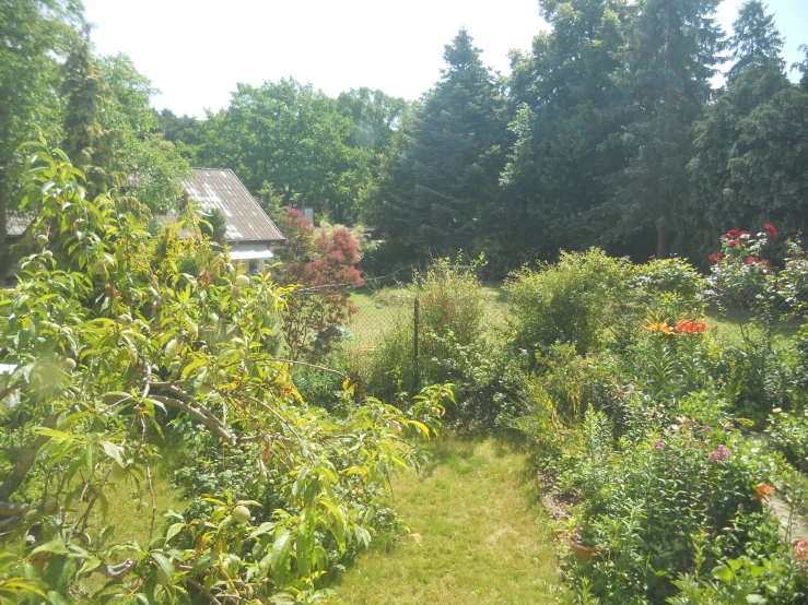 a garden with lush green grass and bushes