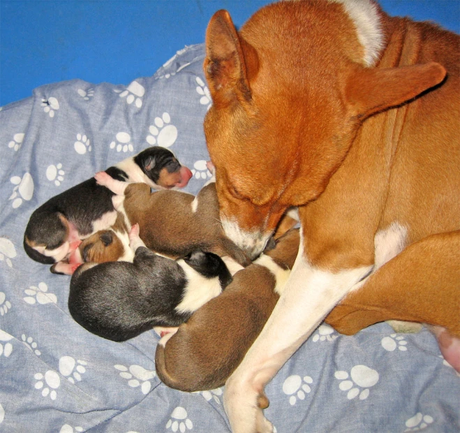 a dog licking the end of his puppies