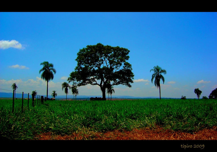 there are some trees and grass in the field