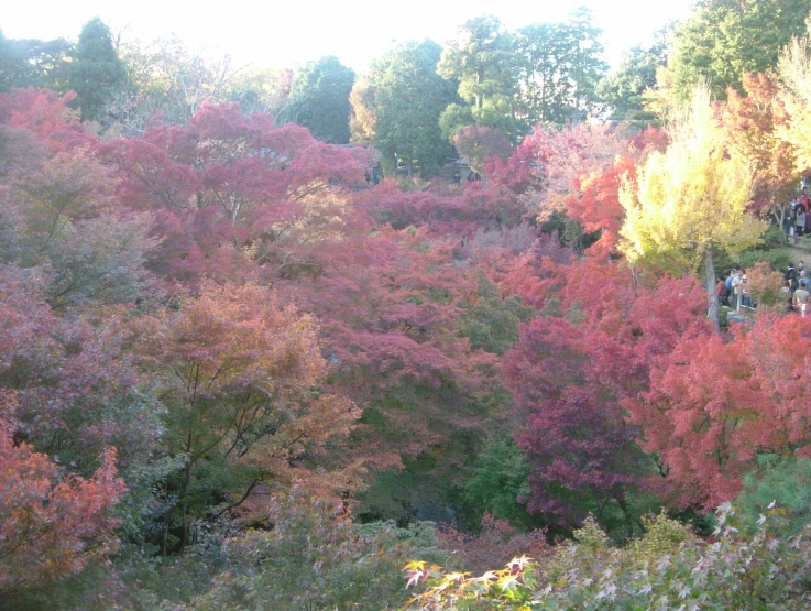 trees covered in red leaves during the fall