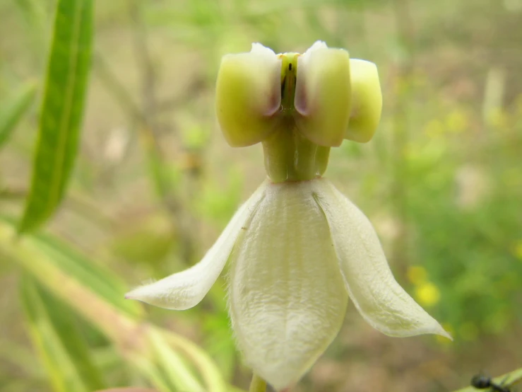 the small, white flower is blooming from a very small bloom