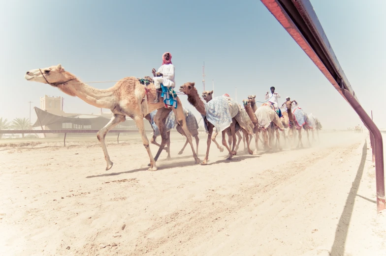 a group of people riding on the backs of camels