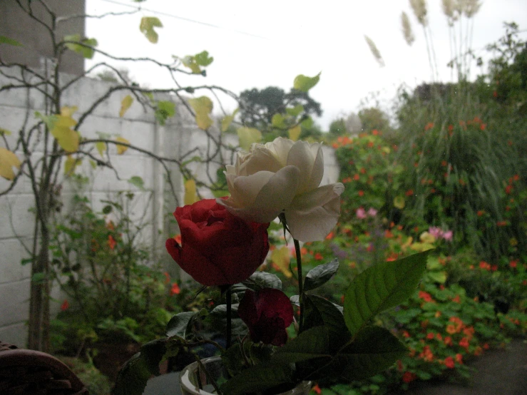 roses in a pot are on a stand