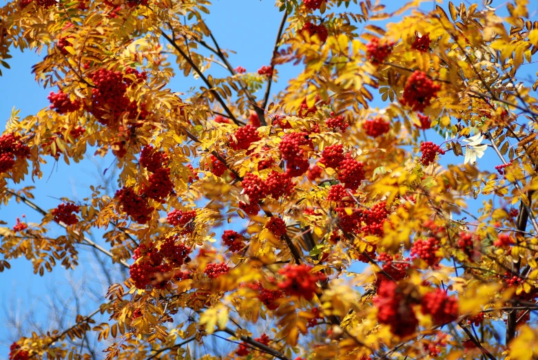 the colorful red berries on the tree are beginning to fall